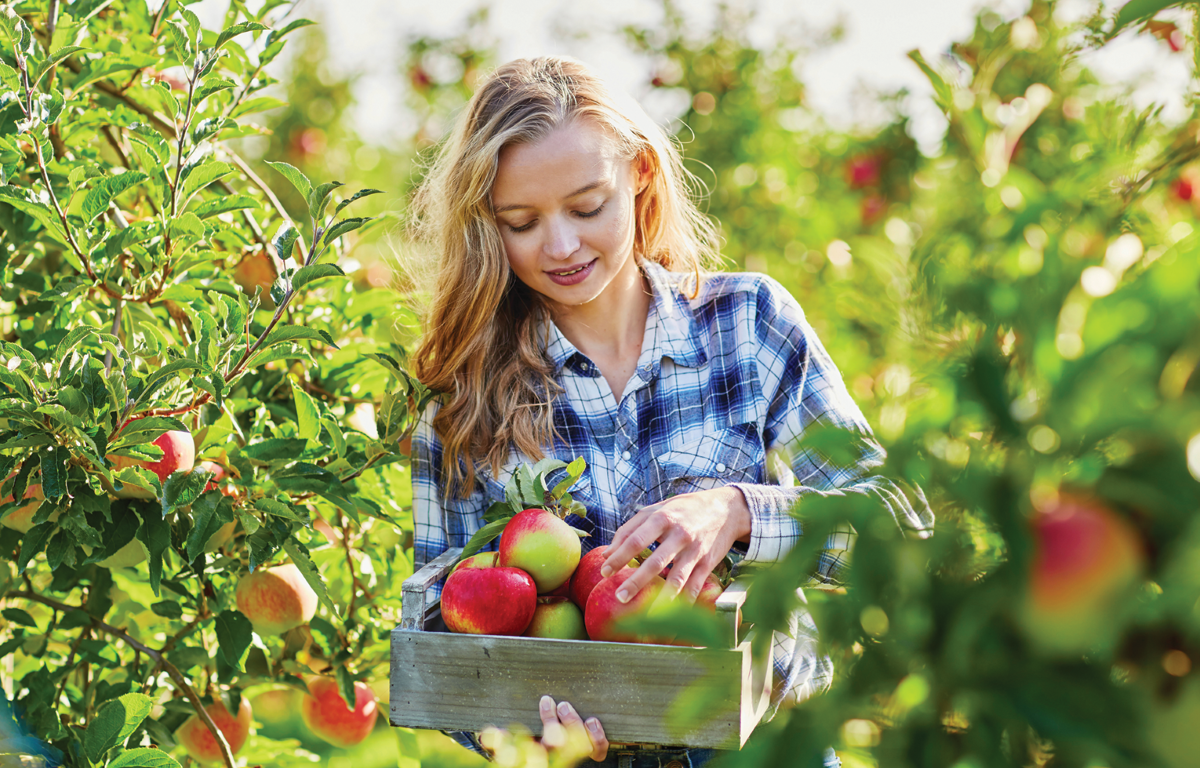 Apple Picking